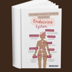The Netter Collection of Medical Illustrations The Endocrine System (English)