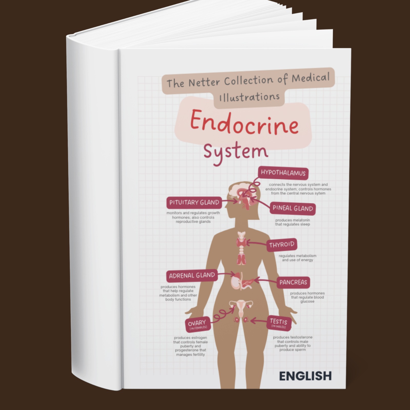 The Netter Collection of Medical Illustrations The Endocrine System (English)